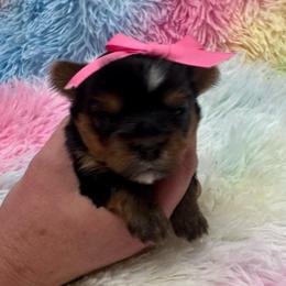 White girl - Blue and gold female Yorkshire Terrier puppy in Milton, Florida from Sassenach Yorkie Kennels