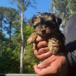 Cadbury - Black and tan male Yorkshire Terrier puppy in Winder, Georgia from Empire Yorkies