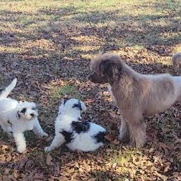 Portuguese Water Dog Puppies from Autumn Branch Farm Portuguese Water Dogs