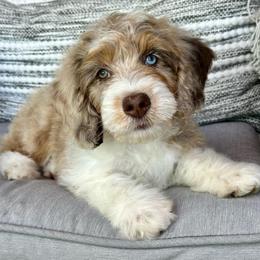 Isreal - Tri-color male Bernedoodle puppy in Oologah, Oklahoma from Timber Hills Poodles and Doodles