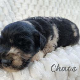 Chaos - Blue merle male Miniature Australian Shepherd puppy in Muskogee, Oklahoma from Tagalong Lane Australian shepherds