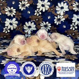 Golden Retriever puppies from Virginia Goldens