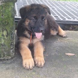 Ivona vom LegendLand - Black and red female German Shepherd puppy in Hillsborough County, Florida from Vom Legend Land