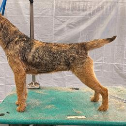 Agnes - Border Terrier