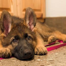 Larken Vom Legacy - Sable female German Shepherd puppy in Kingsley, Michigan from Legacy German Shepherds