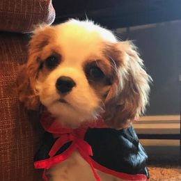 Cavalier King Charles Spaniels from Becks Cavalier Puppies