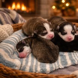 Girl 3 - Silver and white female Pomsky puppy in Yavapai County, Arizona from Pawsh Pomskies