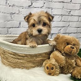 Louie - Gold male Morkie puppy in Monticello, Iowa from Ashley’s Puppies