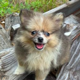 Little Merle-y Girly - Chocolate merle female Pomeranian puppy in Inverness, Florida from Pompadorable Poms