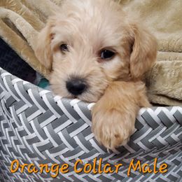 Boy 1 - Schnoodle puppy in Leitchfield, Kentucky from Eveleigh Acres Puppies