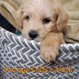 Boy 1 - Schnoodle puppy in Leitchfield, Kentucky from Eveleigh Acres Puppies