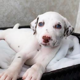 Luna - White and liver brown female Dalmatian puppy in Hastings, Florida from Love My Spotty Dalmatians