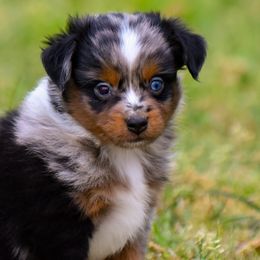 Ajax - Blue merle Toy Australian Shepherd puppy in Checotah, Oklahoma from CM Ranch Aussies