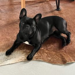 Maci - French Bulldog