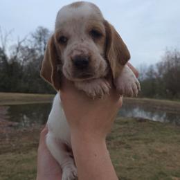Toby 2700.00 - Red and white male Basset Hound puppy in Denison, Texas from Emma Lou's Baby Bassets
