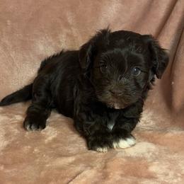 Fudge - Chocolate male Havanese puppy in Maryville, Missouri from Dreamworks Havanese