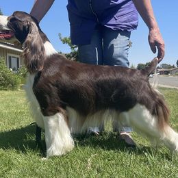 English Springer Spaniel Puppies from Shermade Springers