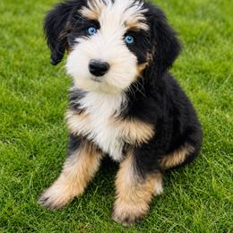 Bernedoodle Puppies from O’Hearon’s Amazing Puppies