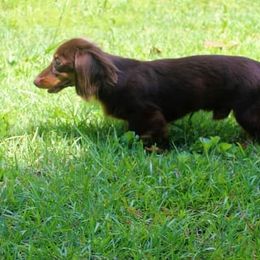 Dutton - Dachshund