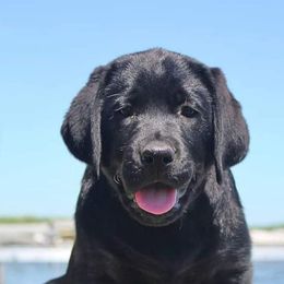 Labrador Retrievers from SK Labradors