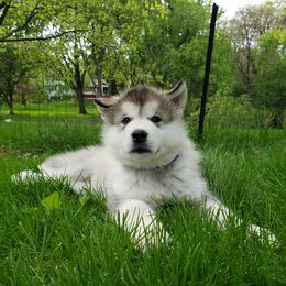 Alaskan Malamute Puppies from Delphi Alaskan Malamutes