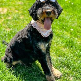 Rey - Bernedoodle