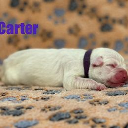 Boxer Puppies from Tommaso AKC Boxers