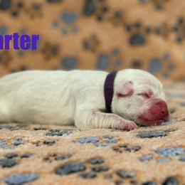 Boxer Puppies from Tommaso AKC Boxers