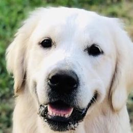 Golden Retriever All Grown Up from Prim's Golden Retrievers