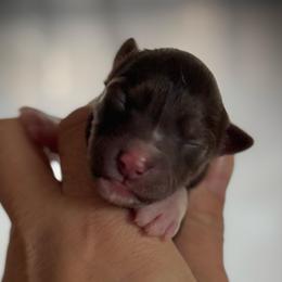 Seedling - Red and white female Siberian Husky puppy in Florence, Kentucky from Moonlight Howl Huskies