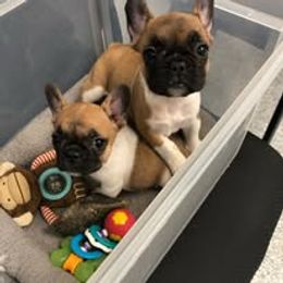 French Bulldog and Miniature Bull Terrier Puppies from Dogs of Dyhar
