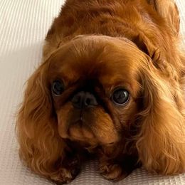 English Toy Spaniels from Darrell's English Toy Spaniels