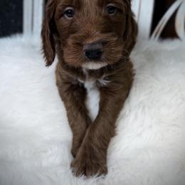 Goldendoodle and Poodle Puppies from Northern Heart Standards