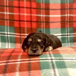 Peace - Black and cream male Dachshund puppy in Biloxi, Mississippi from Southern Doxies Ms