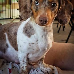 Pixie - Dachshund