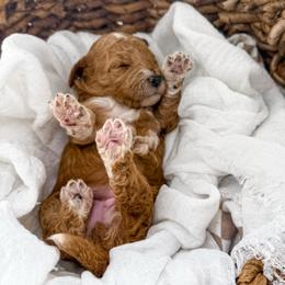 It's The Little Things- Fresh Flowers - Red  female Goldendoodle puppy in Russell Springs, Kentucky from Milk & Honey Doodles