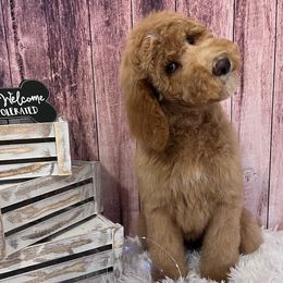 Aussiedoodles, Bernedoodles, Goldendoodles, Poodles, and Sheepadoodles from Kitandkboodle's Doodles