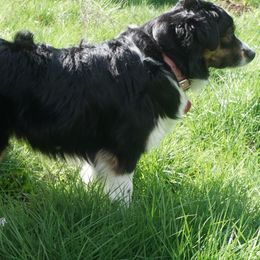 Miniature American Shepherds and Miniature Australian Shepherds from Westeros Mini American Shepherds