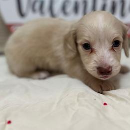 Arlo - Cream male Dachshund puppy in Cherry Tree, Oklahoma from Peavine Creek Dachshunds