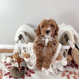 Doc - Apricot male Goldendoodle puppy in Payson, Utah from The Puppy Nest