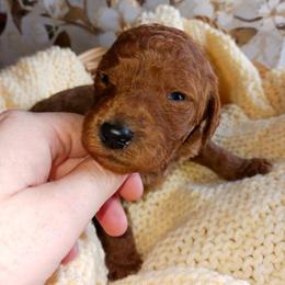 Dalmatian and Poodle Puppies from Reeves Family Standards
