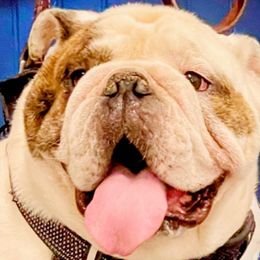 Bulldogs and French Bulldogs from Burrell’s Bulldog Kingdom