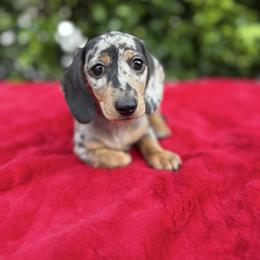 Winston - Dapple male Dachshund puppy in Temecula, California from Naomi Magee's Dachshund Kennel