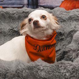 Chihuahuas from Tiny Paw Stars LLC