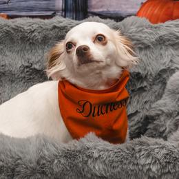 Chihuahuas from Tiny Paw Stars LLC