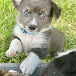 American Corgi Puppies from Patriot American Corgi