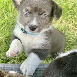 American Corgi Puppies from Patriot American Corgi