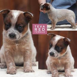 Teva - Red speckled female Australian Cattle Dog puppy in Gatlinburg, Tennessee from Greenbrier