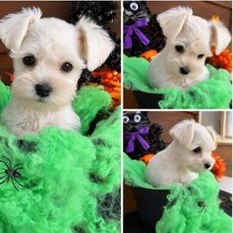 Blossom - White female Miniature Schnauzer puppy in Ferndale, Washington from Blackhorse Schnauzers Washington state