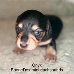 Onyx - Black and cream female Dachshund puppy in Lexington, Oklahoma from BooneDox Miniature Dachshunds